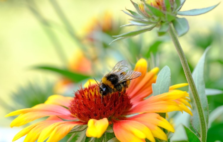 Шмель на цветке Макросъемка