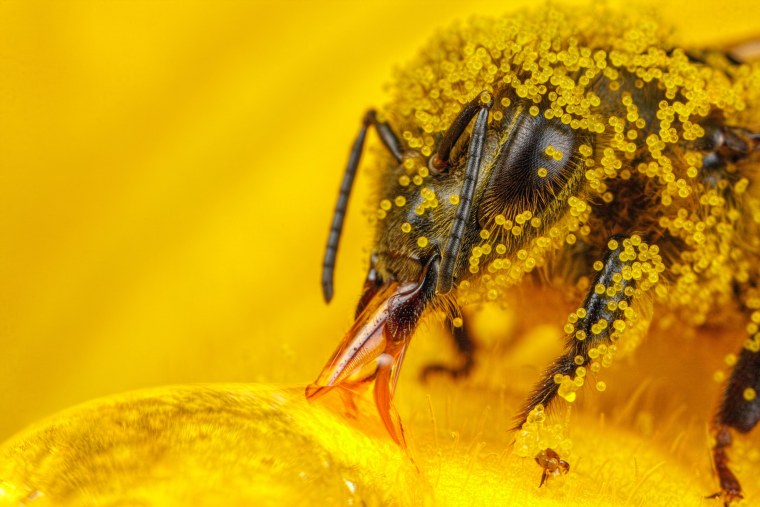 Пчелиная пыльца (Bee pollen)