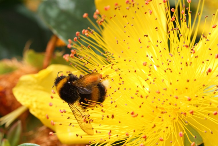 Шмель солнце