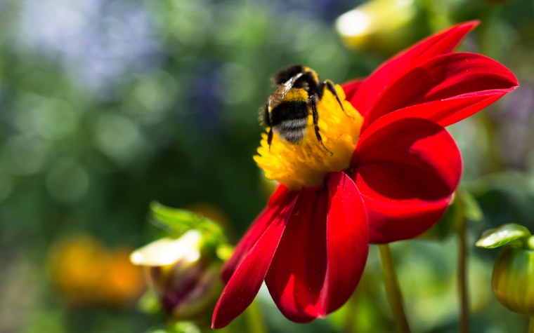 Шмель на цветке Макросъемка