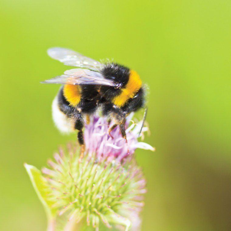 Bombus arisi