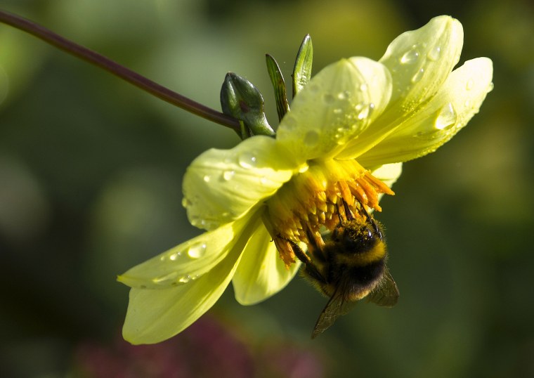 Цветы и пчелки макро