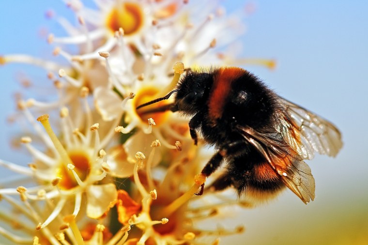 Насекомые опылители растений Шмель