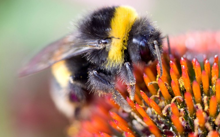 Макросъёмка Шмель