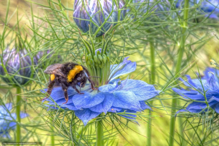 Шмаль на рабочий стол