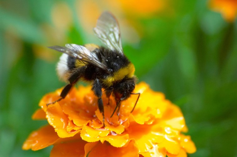 Шмель Степной