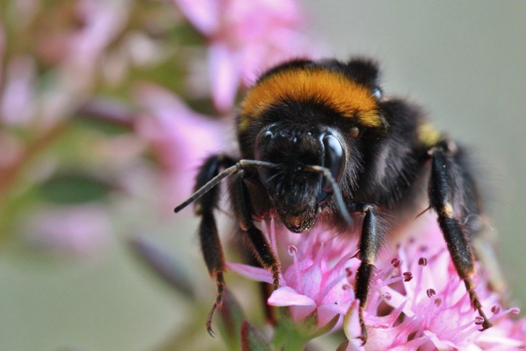 Bombus patagiatus