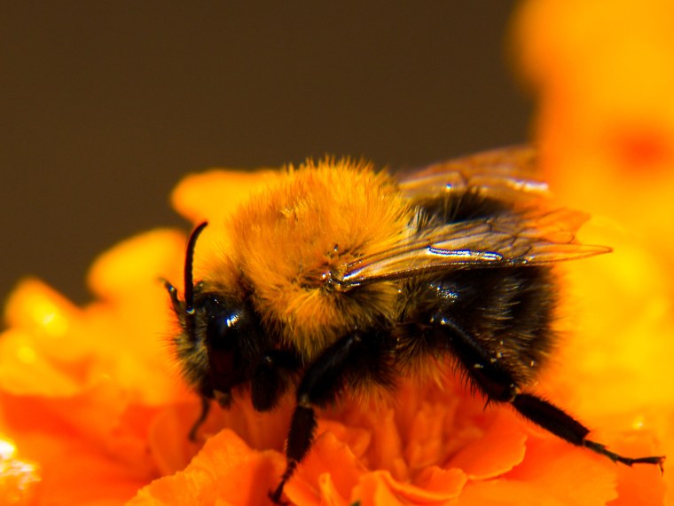 Шмель уснул в цветке обои на телефон фото