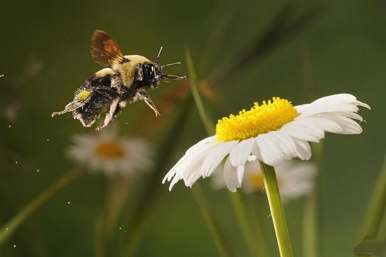 Пчела летает над цветком