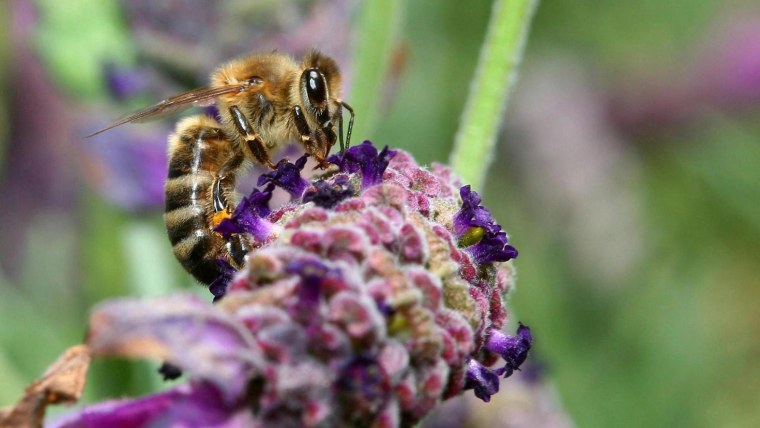 Рабочая пчела