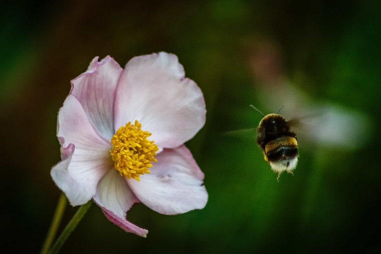Шмель на цветке