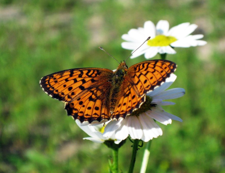 Бабочка порхает над цветком