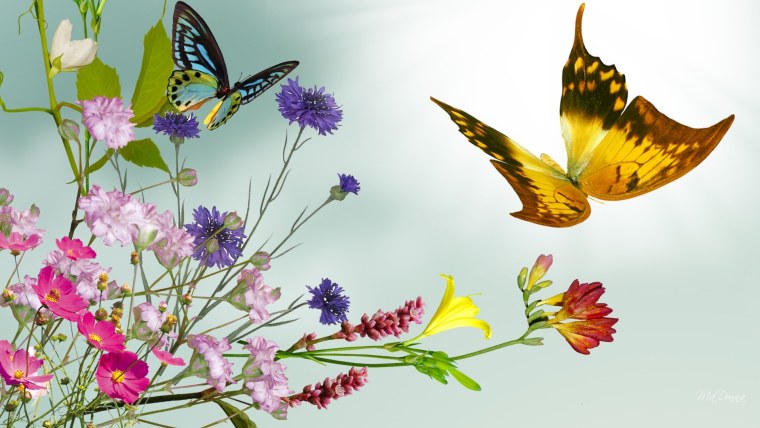 Бабочки над цветами
