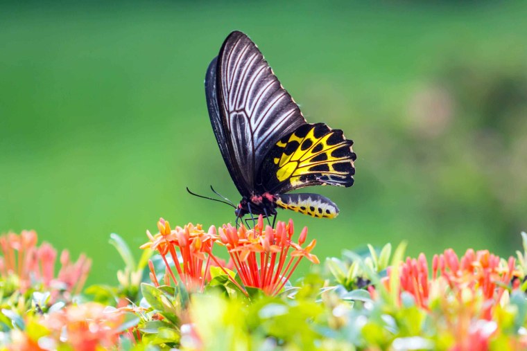 Бабочки летают