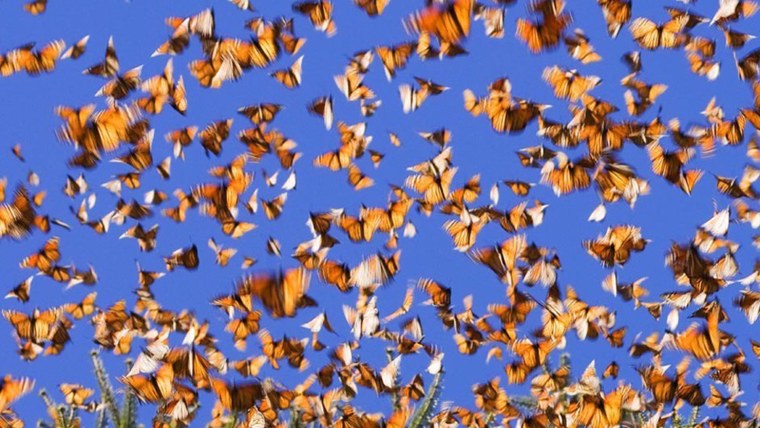 Миграция бабочек монархов