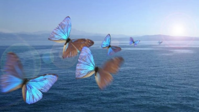 Бабочки в небе над водой