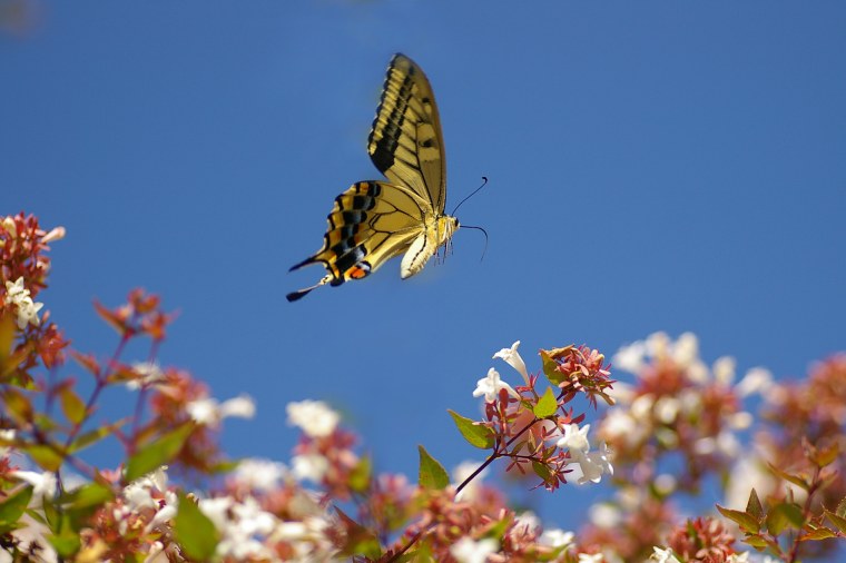 Бабочка порхает над цветком