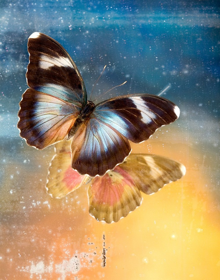 Бабочка душа