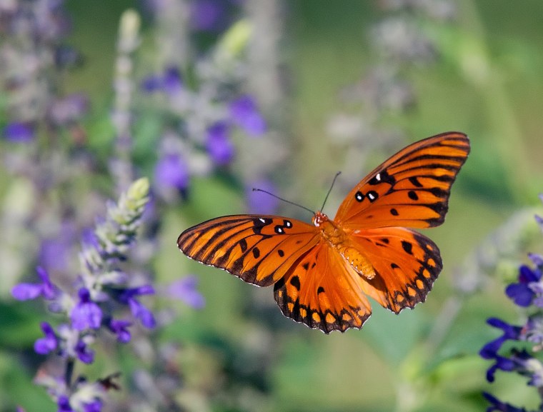 Полет бабочки