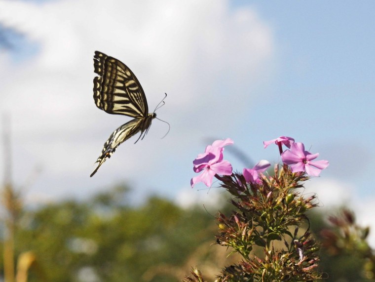 Бабочки субтропиков