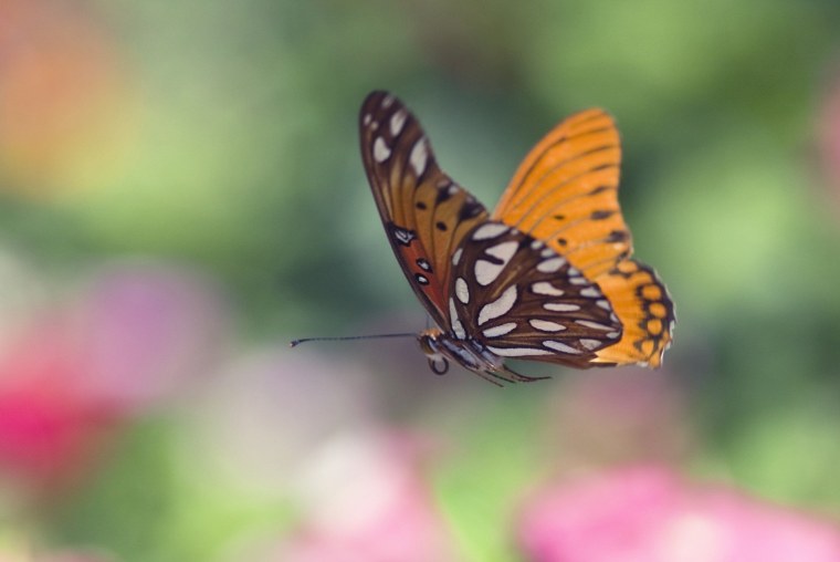 Бабочки летают