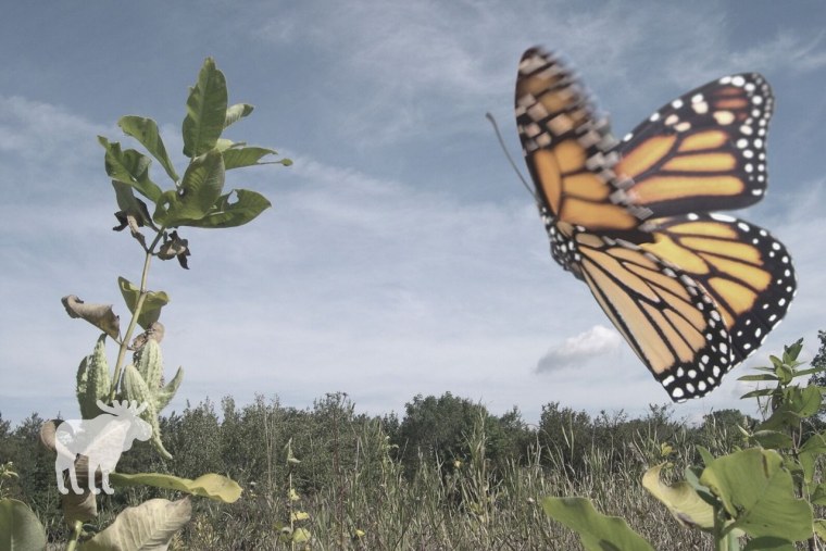 Перелет бабочек монархов
