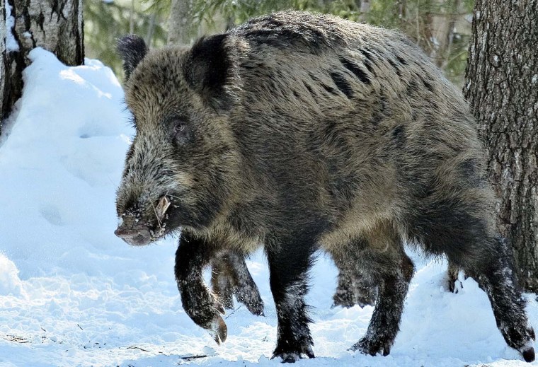 Вепрь секач