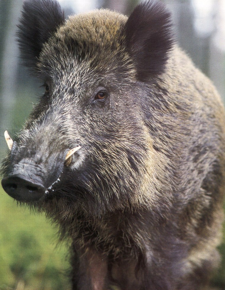 Вепрь животное