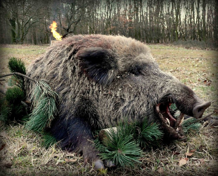 Дикий кабан секач