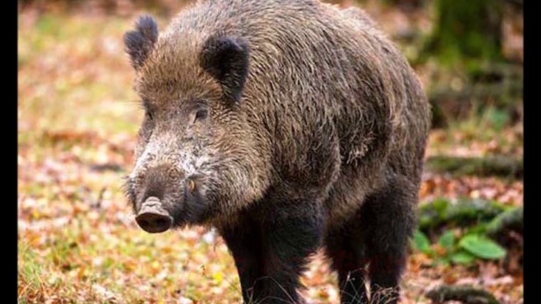 Вепрь Греческая мифология