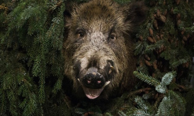 Вепрь дикий кабан