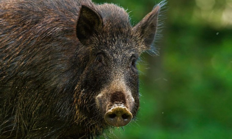 Дикий кабан секач Вепрь