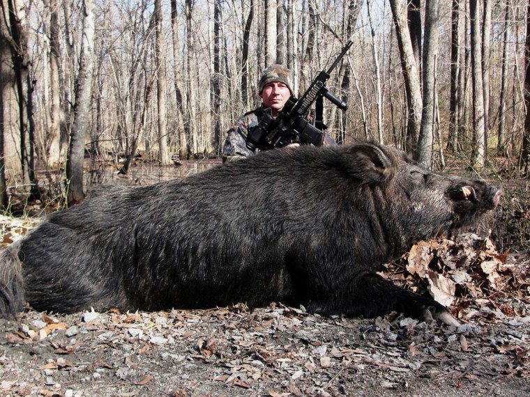 Кабан Вепрь секач
