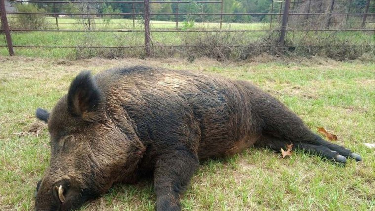 Кабанчик секач