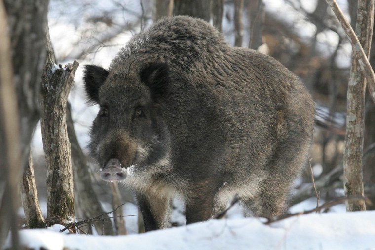 Европейский кабан