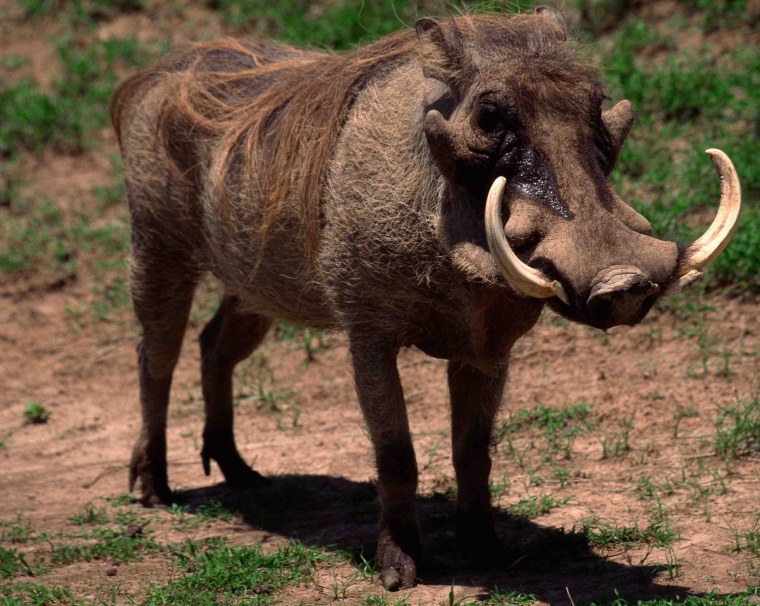 Лесной Вепрь