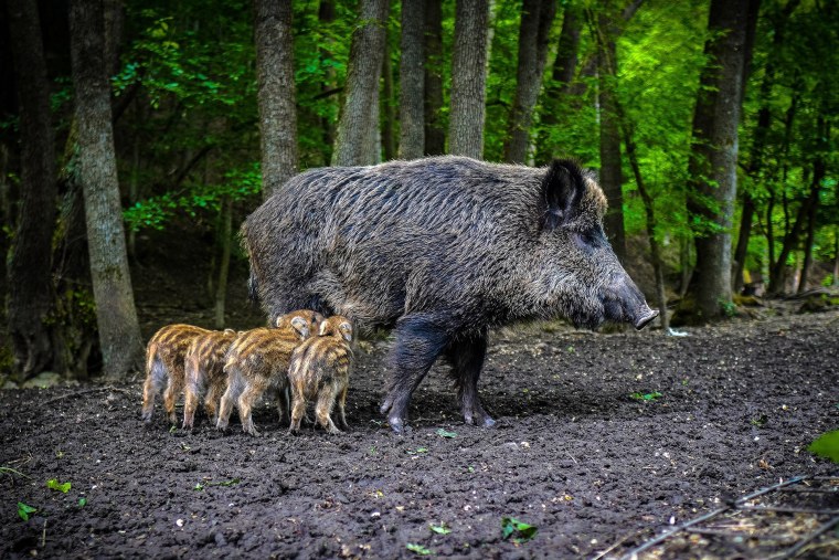 Дикие кабаны» (Wild Hogs)