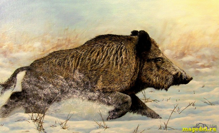 Кабан Вепрь секач