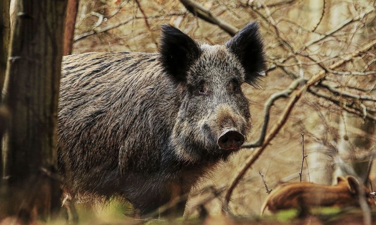Вепрь секач