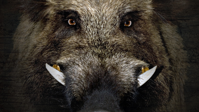 Дикий Вепрь Тотем