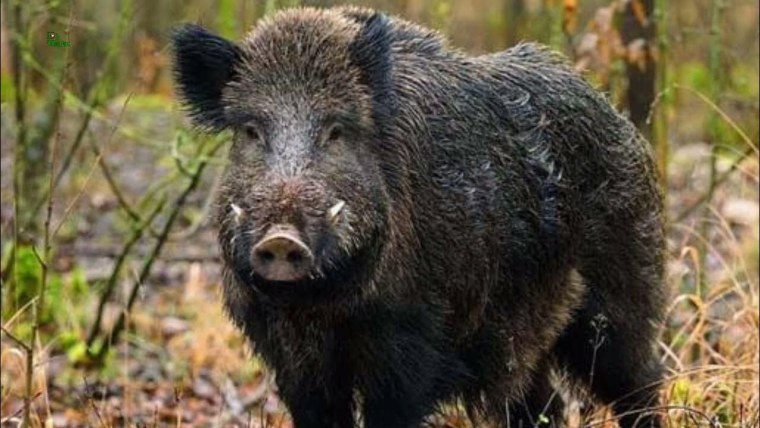 Вепрь дикий кабан