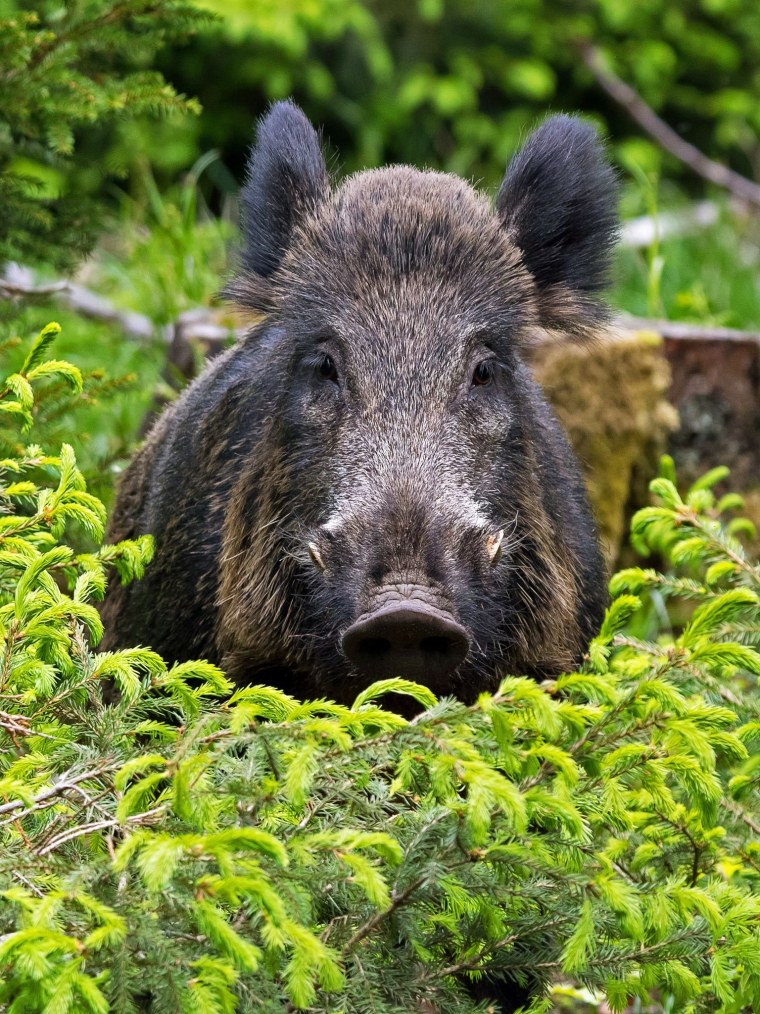 Вепрь-12 молот