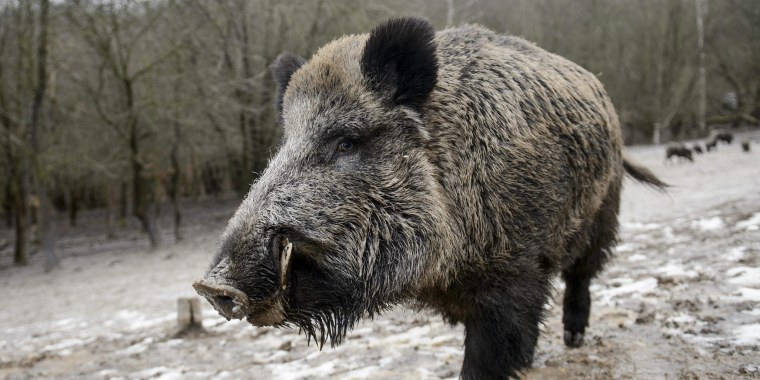 Кабан секач