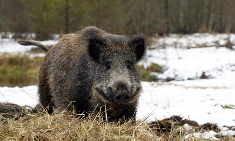 Дикий кабан секач Лесной