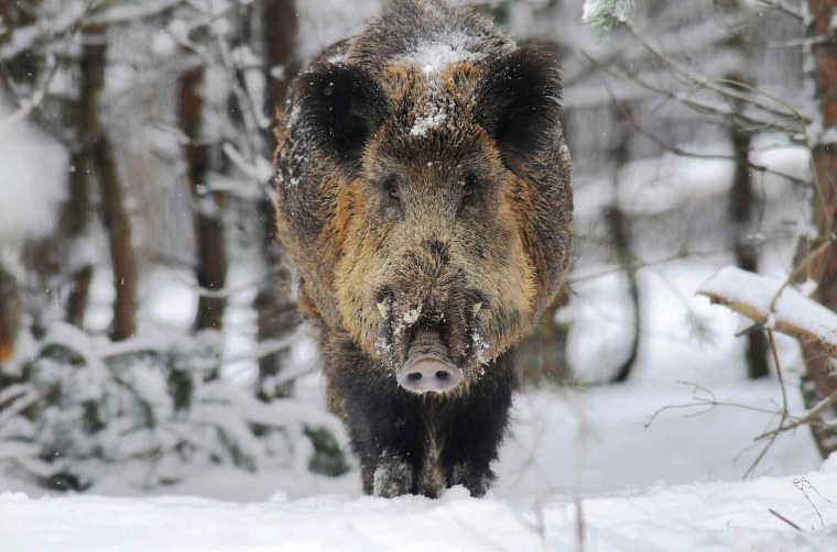 Кабан Вепрь секач