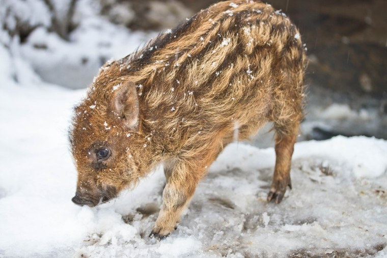 Кабан Дальневосточный