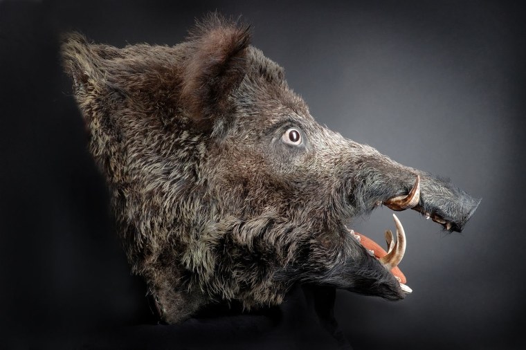 Дикий кабан секач