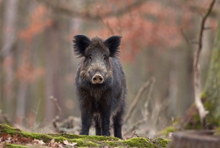 Дикий кабан секач