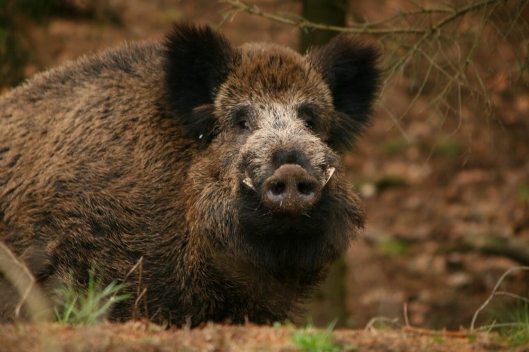 Вепрь секач