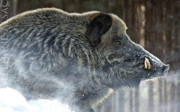 Уссурийский кабан